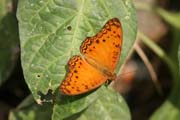 Motýl, Národní park Korup. Kamerun.