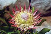 Květina protea, Cape Town. Jihoafrická republika.
