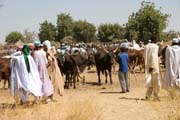 Vesnick trh v Kujape - st s dobytkem. Oblast hor Mandara. Kamerun.