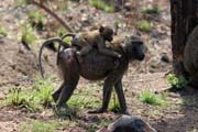 Opice jsou asto k vidn podl hlavn silnice N'Gaoundr - Maroua. Kamerun.