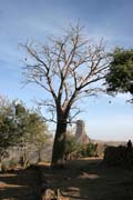 Baobab ve vesnici Rhumsiki (Roumsiki) v poho Mandara. Kamerun.