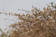 Strom plný ptáků, Národní park Waza. Kamerun.