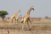 Žirafy. Národní park Waza. Kamerun.