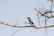 Pták (Lilac-breasted Roller), Národní park Waza. Kamerun.