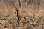 Antilopa (Red Hartebeast), Národní park Waza. Kamerun.