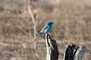 Pták (Lilac-breasted Roller), Národní park Waza. Kamerun.