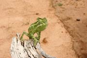 I na Sahae je ivot - chameleon. Niger.