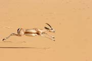 Na Sahaře je také život - gazela. Niger.