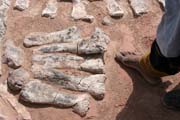 Prsty dinosaura - brontosaura. Dinousauří hřbitov v blízkosti města Agadez.  Niger.