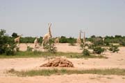 Poslední volně žijící žirafy v Západní Africe - rezervace Kourou. Niger.