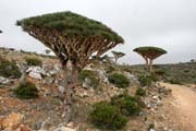 Endemický strom Dračí krev (Dracaena cinnabari) na planině Dixam. Ostrov Socotra (Suqutra). Jemen.