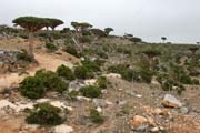 Endemické stromy Dračí krev (Dracaena cinnabari) na planině Dixam. Ostrov Socotra (Suqutra). Jemen.