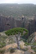 Endemický strom Dračí krev (Dracaena cinnabari) na planině Dixam. Ostrov Socotra (Suqutra). Jemen.
