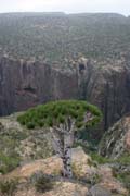 Endemick strom Dra krev (Dracaena cinnabari) na planin Dixam. Ostrov Socotra (Suqutra). Jemen.