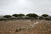 Endemické stromy Dračí krev (Dracaena cinnabari) na planině Dixam. Ostrov Socotra (Suqutra). Jemen.