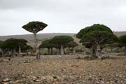 Endemické stromy Dračí krev (Dracaena cinnabari) na planině Dixam. Ostrov Socotra (Suqutra). Jemen.