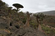 Planina Dixam. Ostrov Socotra (Suqutra). Jemen.