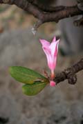 Květ sokotránské pouštní růže (Adenium obesum sokotranum). Planina Dixam. Ostrov Socotra (Suqutra). Jemen.
