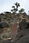 Sokotránská pouštní růže (Adenium obesum sokotranum). Planina Dixam. Ostrov Socotra (Suqutra). Jemen.