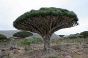 Endemický strom Dračí krev (Dracaena cinnabari) na planině Dixam. Ostrov Socotra (Suqutra). Jemen.