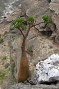 Sokotránská pouštní růže (Adenium obesum sokotranum). Planina Dixam. Ostrov Socotra (Suqutra). Jemen.