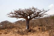 Baobab na ostrově Socotra. Jemen.