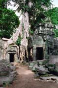 Ta Prohm - chrám v džungli. Oblast Angkor Watu. Kambodža.