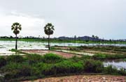 Rýžoviště v okolí města Udong. Kambodža.