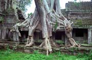 Chrám Preah Khan - jeden z mála chrámu zanechaných v džungli. Oblast chrámů Angkor Wat. Kambodža.