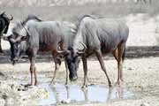 Pakůň, Kalahari Gemsbok Národní park. Jihoafrická republika.