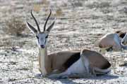 Antilopa skkav, Kalahari Gemsbok Nrodn park. Jihoafrick republika.