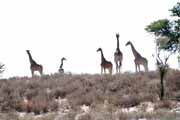 Žirafy, Kalahari Gemsbok Národní park. Jihoafrická republika.