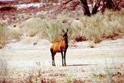 Antilopa, Kalahari Gemsbok Nrodn park. Jihoafrick republika.