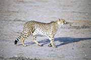 Gepard, Kalahari Gemsbok Národní park. Jihoafrická republika.
