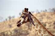 Žirafa, Pilansberg Národní park. Jihoafrická republika.