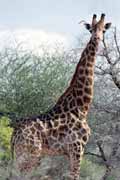 Žirafa, Kruger Národní park. Jihoafrická republika.