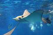 Eagle ray. Akvárium ve městě Osaka. Japonsko.