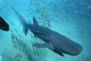 Žralok obrovský (Rhincodon typus), též žralok velrybí. Akvárium ve městě Osaka. Japonsko.