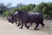 Nosorožec, Kruger Národní park. Jihoafrická republika.