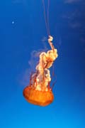 Medůza (jellyfish). Akvárium ve městě Osaka. Japonsko.