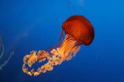 Medůza (jellyfish). Akvárium ve městě Osaka. Japonsko.