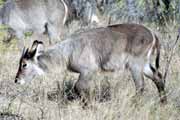 Antilopa, Kruger Nrodn park. Jihoafrick republika.