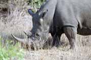 Nosoroec, Kruger Nrodn park. Jihoafrick republika.