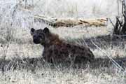 Skvrnit hyena Kruger Nrodn park. Jihoafrick republika.