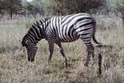 Zebra, Kruger Národní park. Jihoafrická republika.