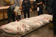 Ranní dražba tuňáků. Kupci si prohližejí kvalitu ryb. Rybí trh Tsukiji, Tokio. Japonsko.