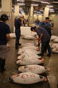 Ranní dražba tuňáků. Kupci si prohližejí kvalitu ryb. Rybí trh Tsukiji, Tokio. Japonsko.