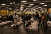 Ranní dražba tuňáků. Kupci si prohližejí kvalitu ryb. Rybí trh Tsukiji, Tokio. Japonsko.