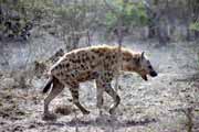 Skvrnit hyena, Kruger Nrodn park. Jihoafrick republika.