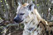 Skvrnit hyena, Kruger Nrodn park. Jihoafrick republika.